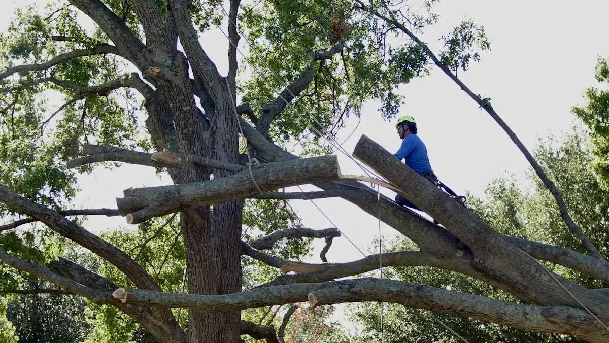 Professional Hazardous Tree Removal performed by certified arborists in Dunlow